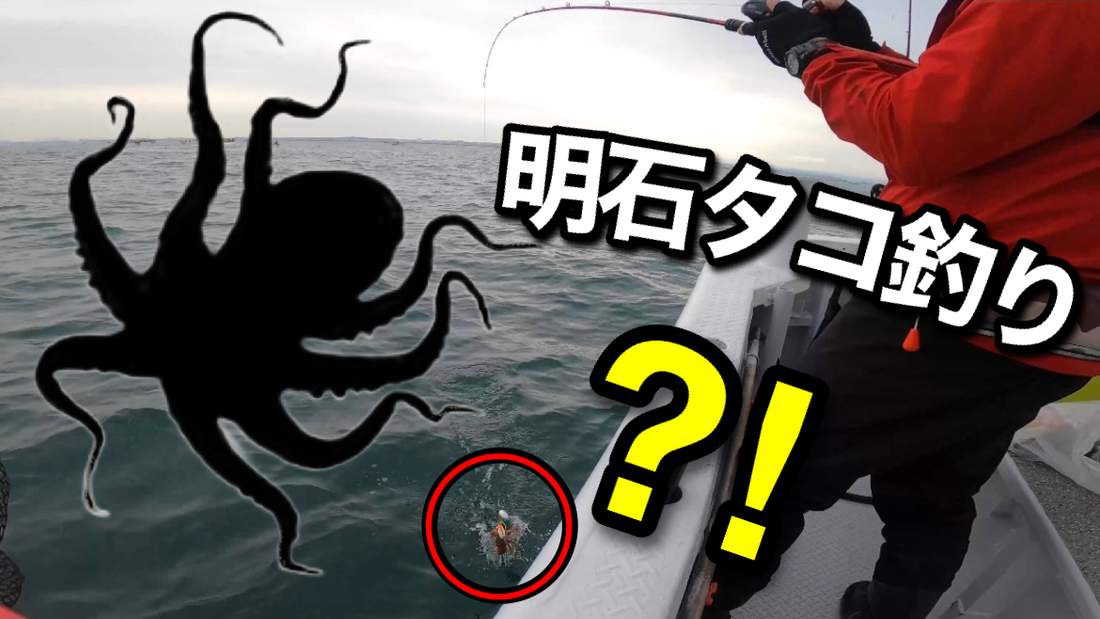 瀬戸内海 明石タコ釣り、モンスター級のマダコを追い求めて！！【淡路島釣り船 くにうみ丸】