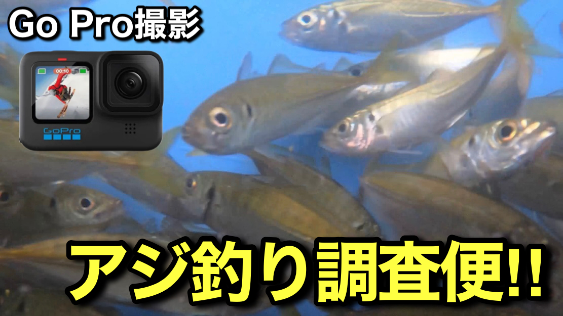 泳がせ釣りシーズン間近、船長達とアジ釣り調査便に行ってきました！