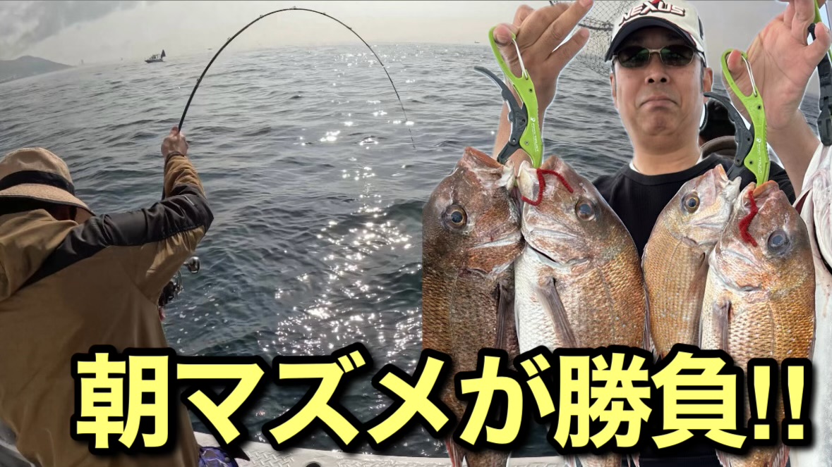 瀬戸内真鯛サビキ、朝マズメの時合いを逃さないように！！【釣り船くにうみ丸】